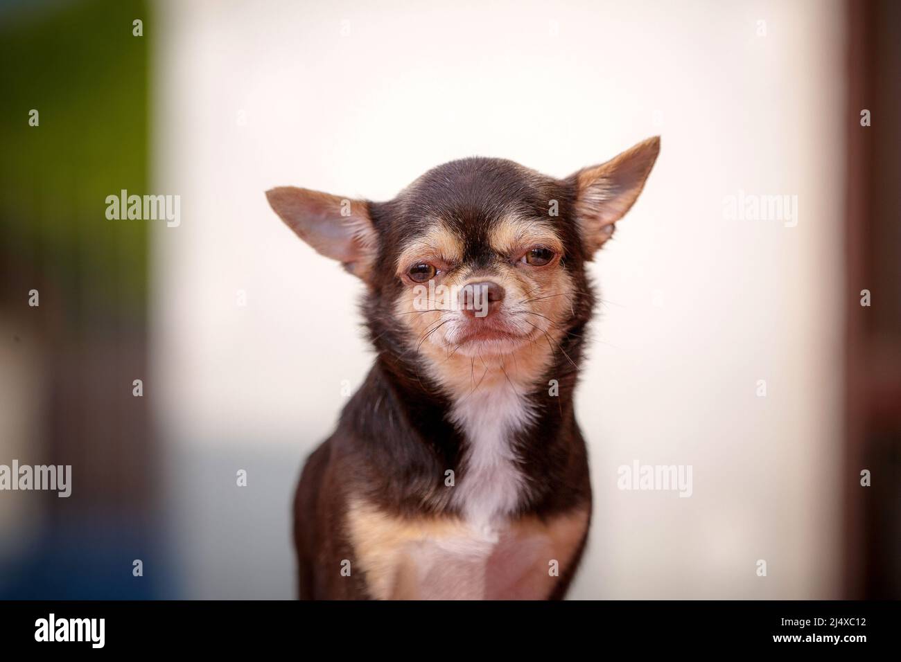 Vieux portrait de chien chiwawa intelligent Banque D'Images