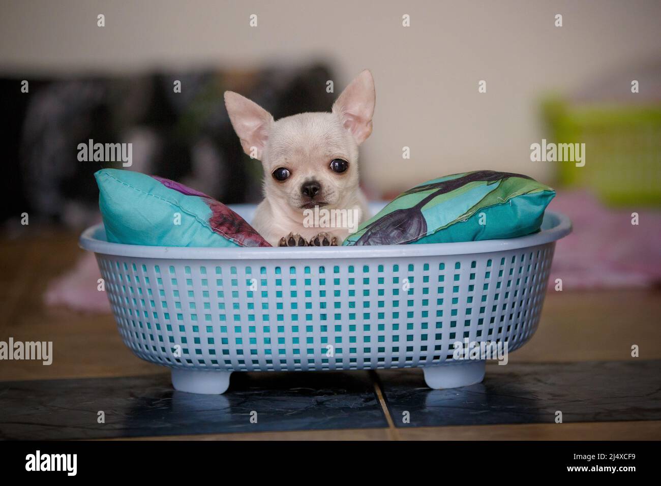 Petit jeune chien chiwawa dans un panier amusant Banque D'Images