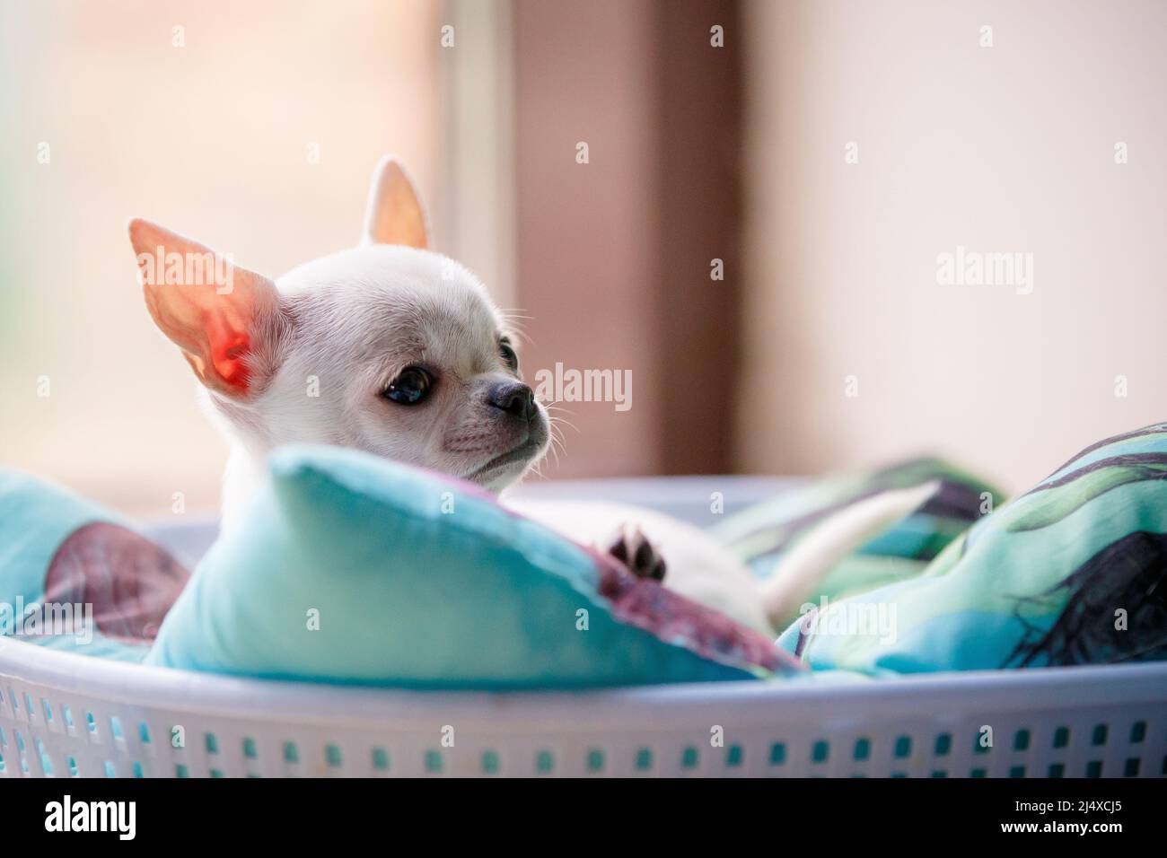 Petit jeune chien chiwawa dans un panier amusant Banque D'Images