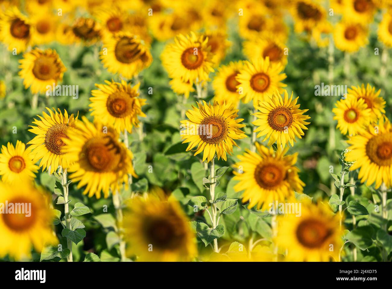 tournesol jaune et orange coloré en saison de floraison de tournesol pendant l'été dans la ferme de campagne, champ pour la récolte de graines biologiques et la récolte de sunflo Banque D'Images