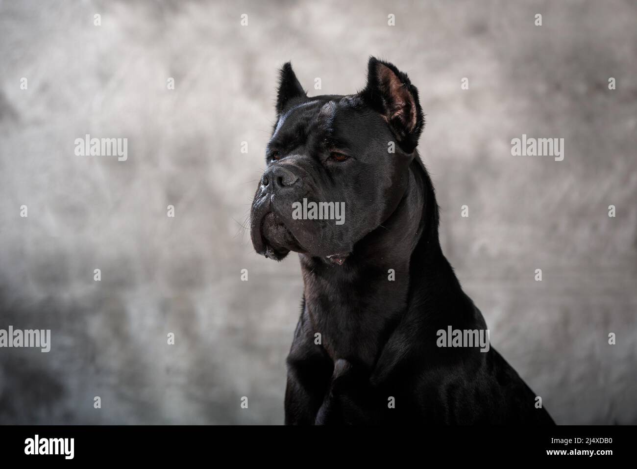 Le mastiff italien Cane Corso, art de l'arrière-plan brumeux Banque D'Images