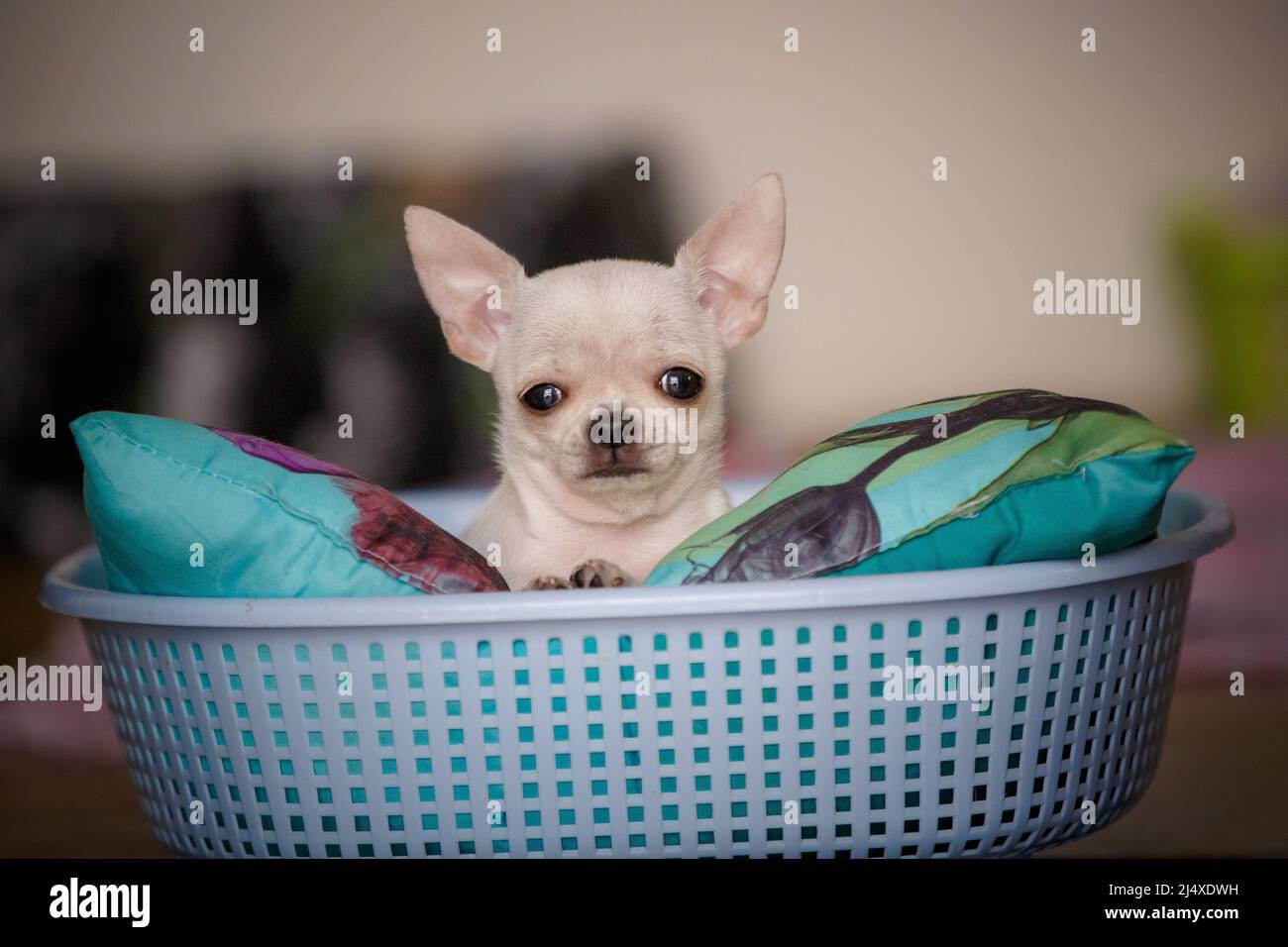 Petit jeune chien chiwawa dans un panier amusant Banque D'Images