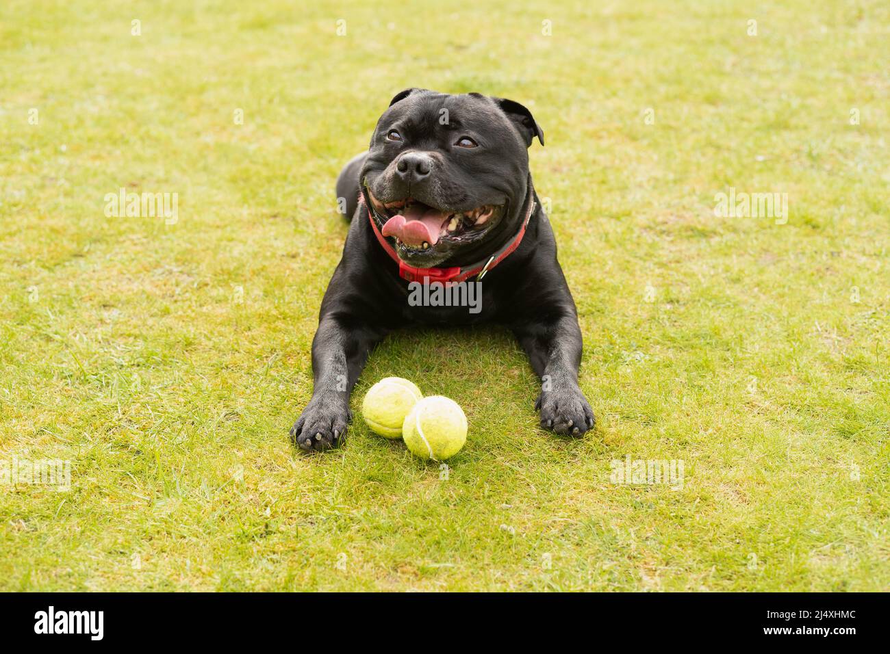 Staffordshire Bull Terrier chien couché sur l'herbe, il a l'air heureux et est souriant. Il y a deux balles de tennis devant lui Banque D'Images