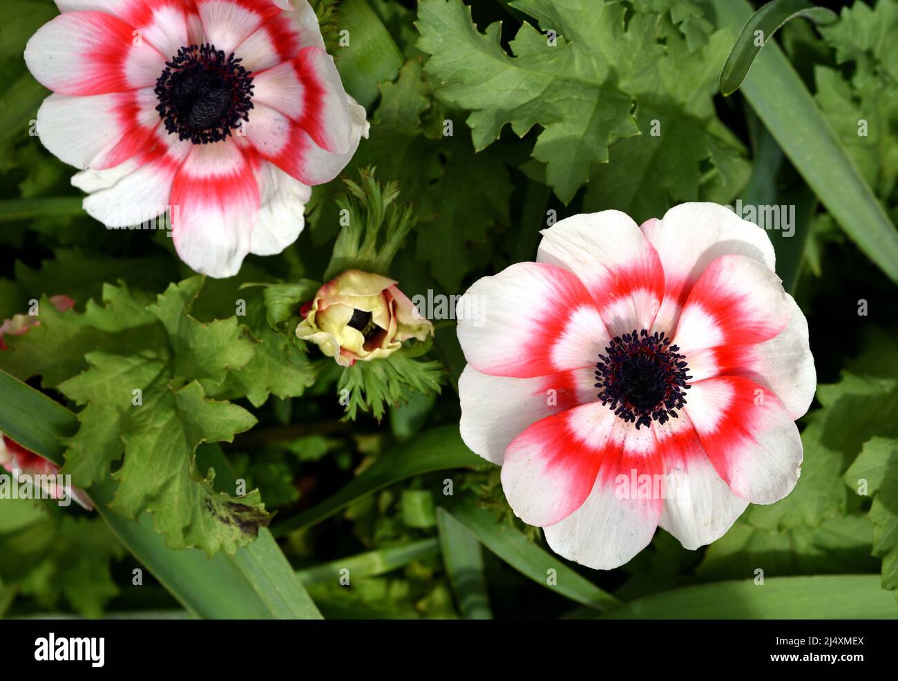 Gros plan des fleurs rouges et blanches d'Anemone Coronaria. Banque D'Images