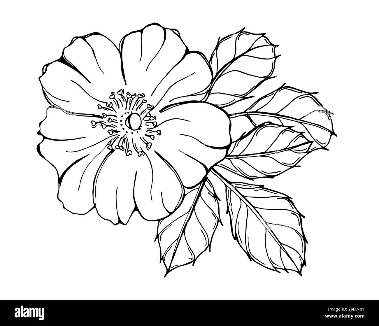 Illustration noire et blanche de rose sauvage isolée sur fond blanc. Image de contour dessinée à la main. Floraison. Banque D'Images