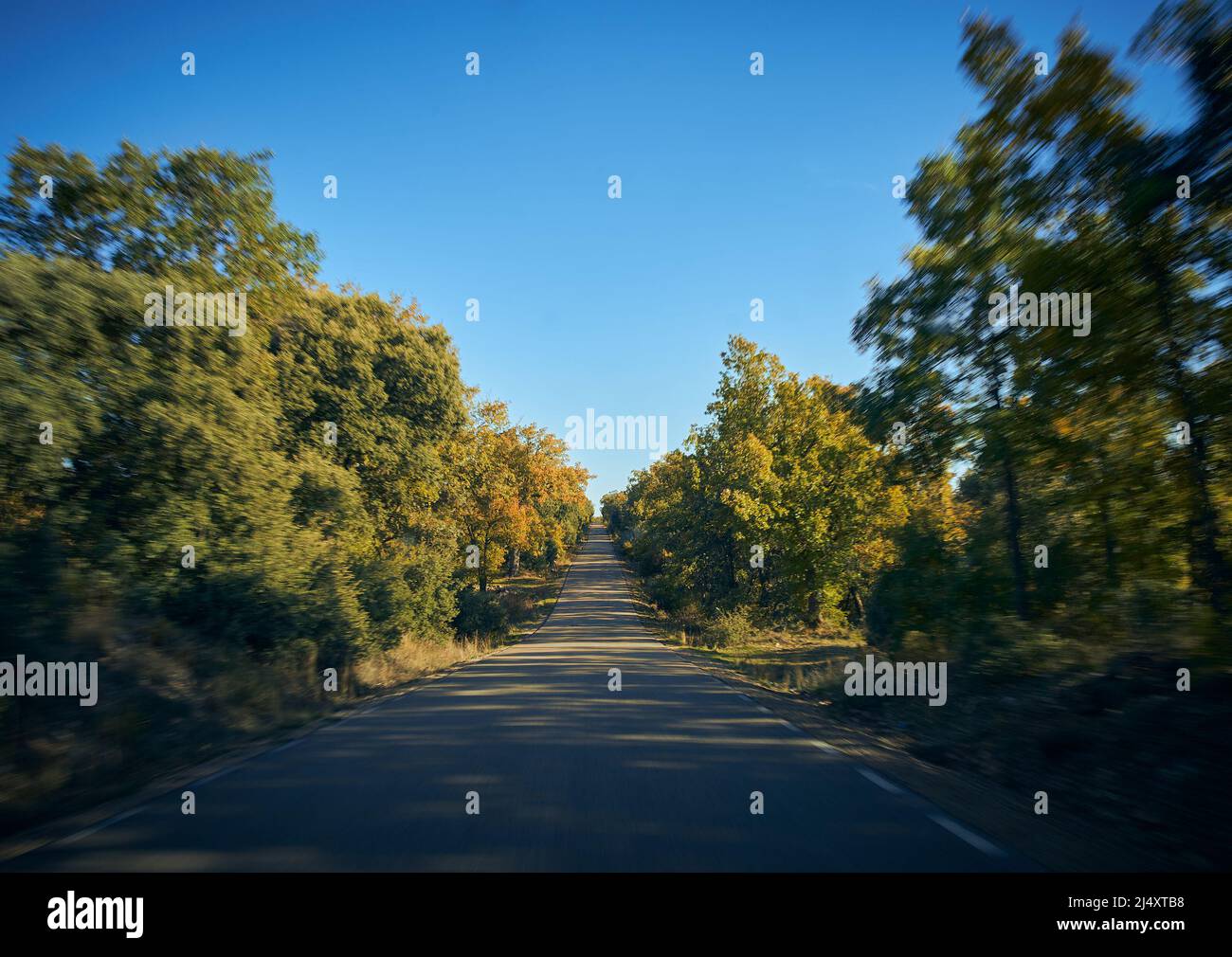 Route étroite en ligne droite entourée d'arbres aux couleurs automnales. Banque D'Images