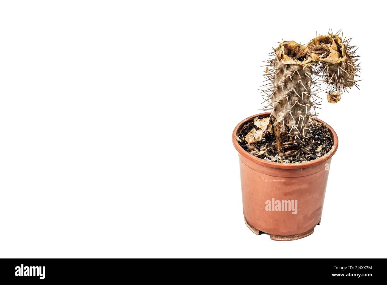 Rotten Pachypodium dans un pot isolé sur fond blanc. Exemple de maladie fongique et bactérienne de cactus, ou sur-eau. Entretien des plantes d'intérieur Banque D'Images
