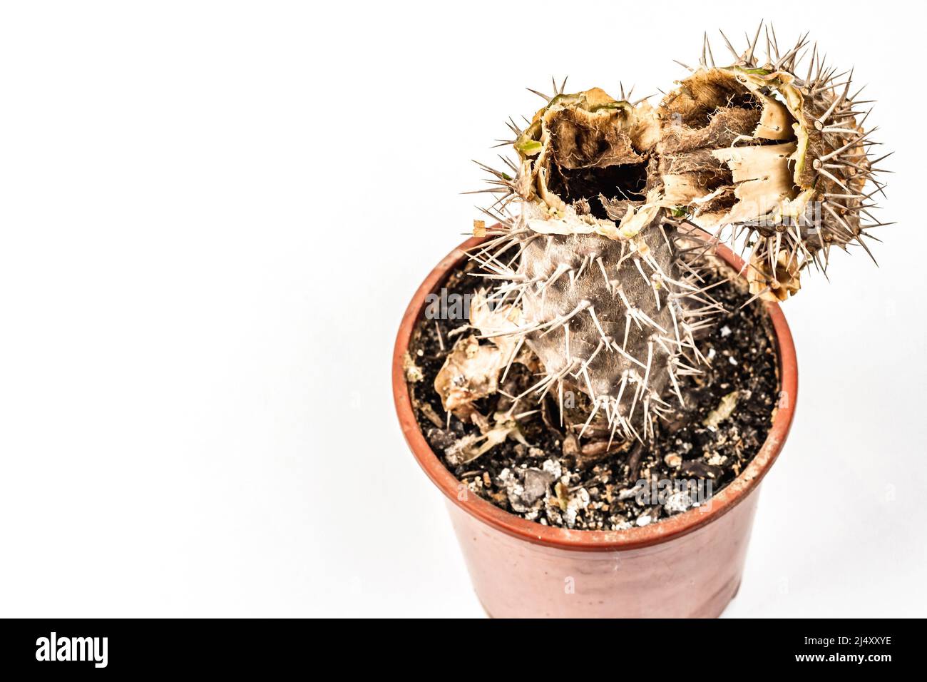 Rotten Pachypodium dans un pot isolé sur fond blanc. Exemple de maladie fongique et bactérienne de cactus, ou sur-eau. Entretien des plantes d'intérieur Banque D'Images