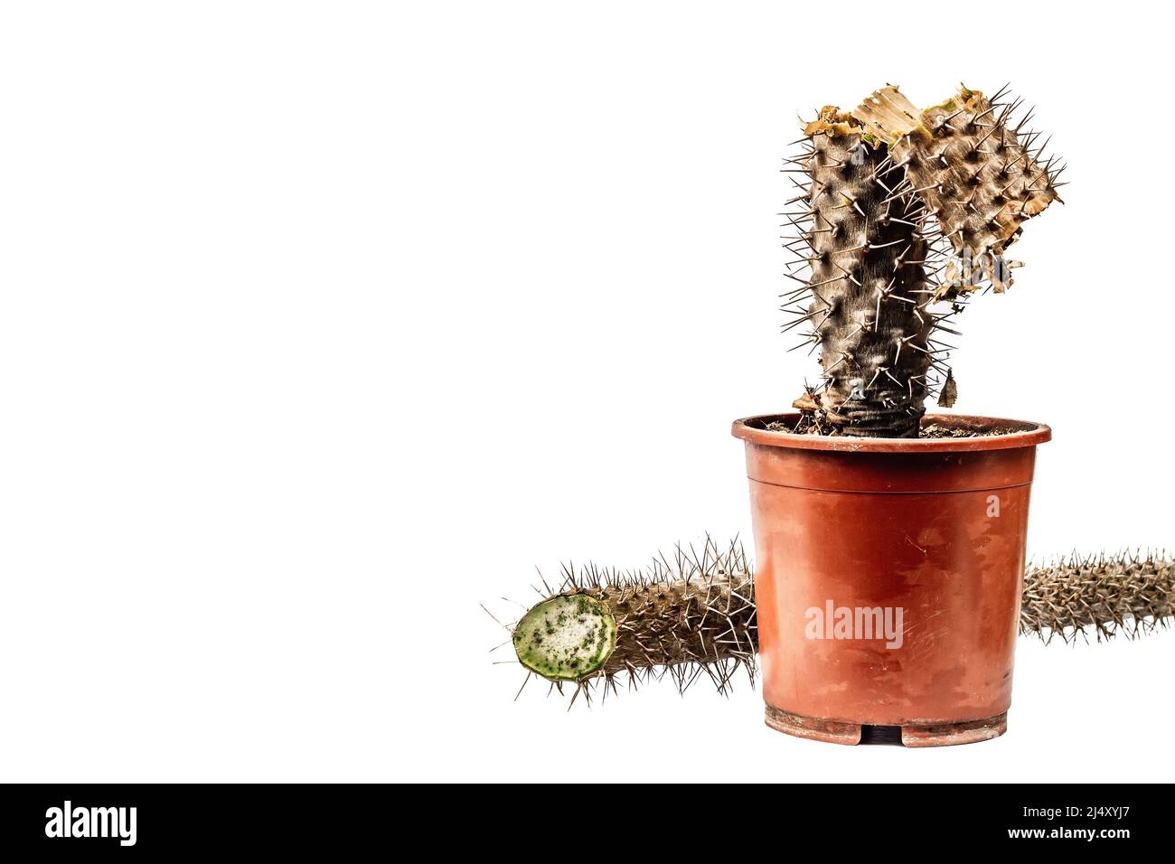 Rotten Pachypodium dans un pot isolé sur fond blanc. Exemple de maladie fongique et bactérienne de cactus, ou sur-eau. Entretien des plantes d'intérieur Banque D'Images