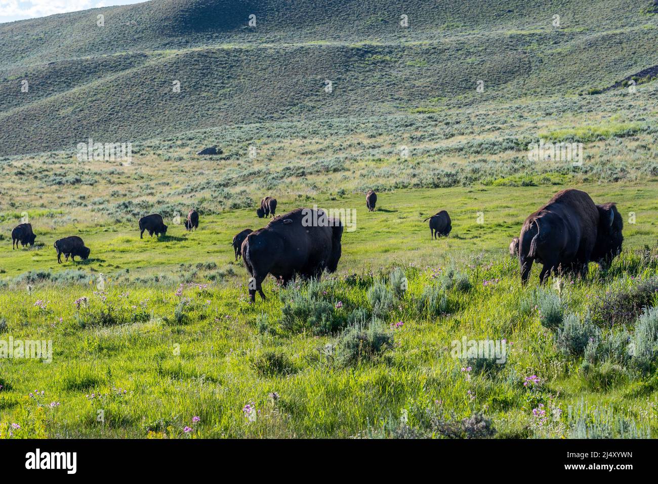 Bison d'Amérique dans le domaine de la Parc National de Yellowstone, Wyoming Banque D'Images