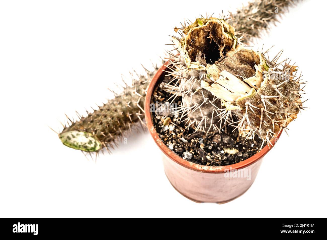 Rotten Pachypodium dans un pot isolé sur fond blanc. Exemple de maladie fongique et bactérienne de cactus, ou sur-eau. Entretien des plantes d'intérieur Banque D'Images