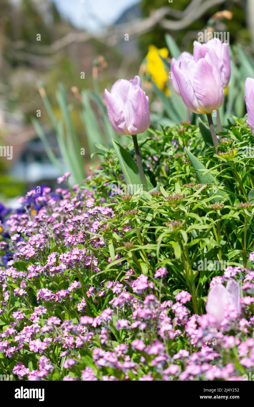 Weesen, Suisse, 13 avril 2022 décor de jardin avec de belles fleurs dans un parc au printemps Banque D'Images