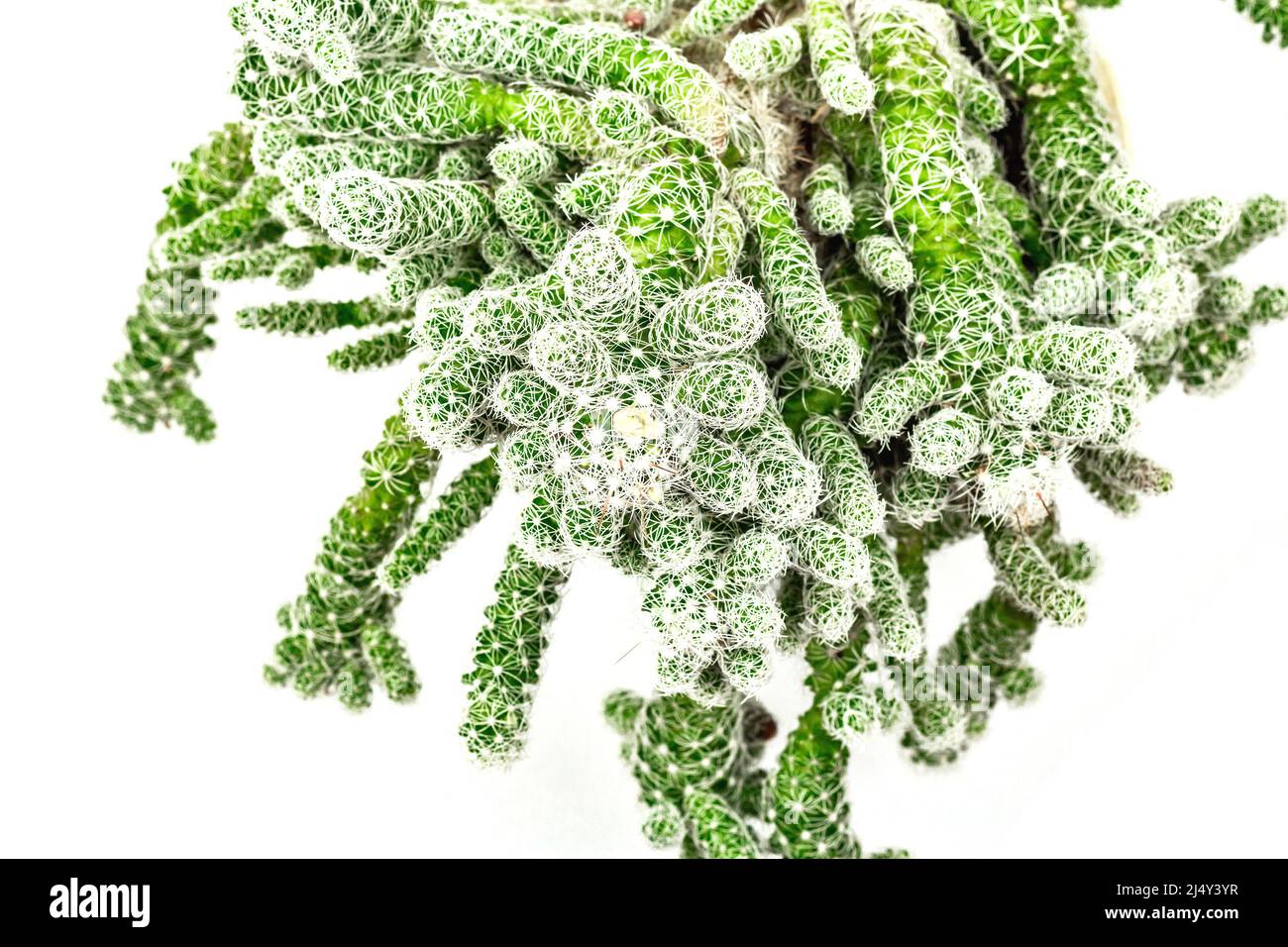 Mammillaria gracilis fragilis dans un pot de plantes isolé sur fond blanc. Cactus à croissance rapide, jardinage d'intérieur Banque D'Images