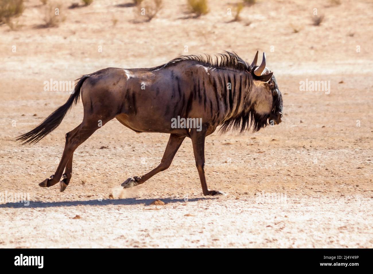 Le flétrissement bleu dans le parc de sable de Kgalagadi transfrontier, Afrique du Sud ; espèce Connochaetes taurinus famille des Bovidae Banque D'Images