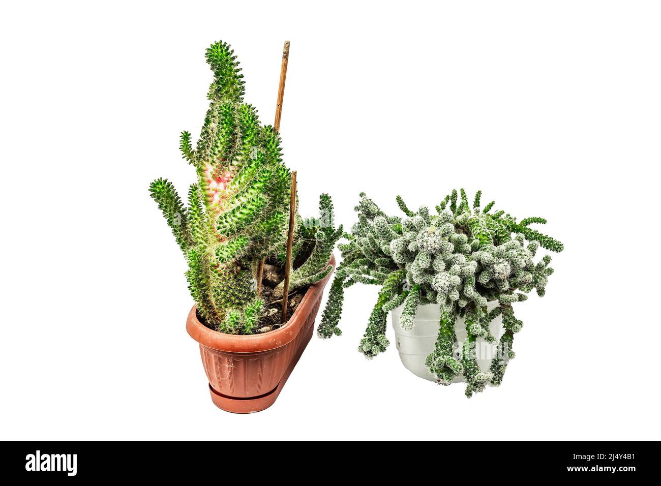 Mammillaria gracilis fragilis et Mammillaria Wildii dans un pot de plantes isolé sur fond blanc. Cactus à croissance rapide, jardinage d'intérieur Banque D'Images