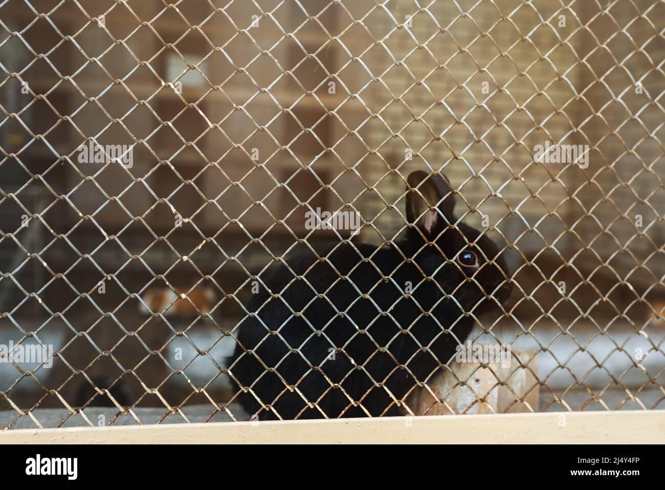 Lapin noir derrière le filet dans la grange pour lapins sur la ferme. Banque D'Images