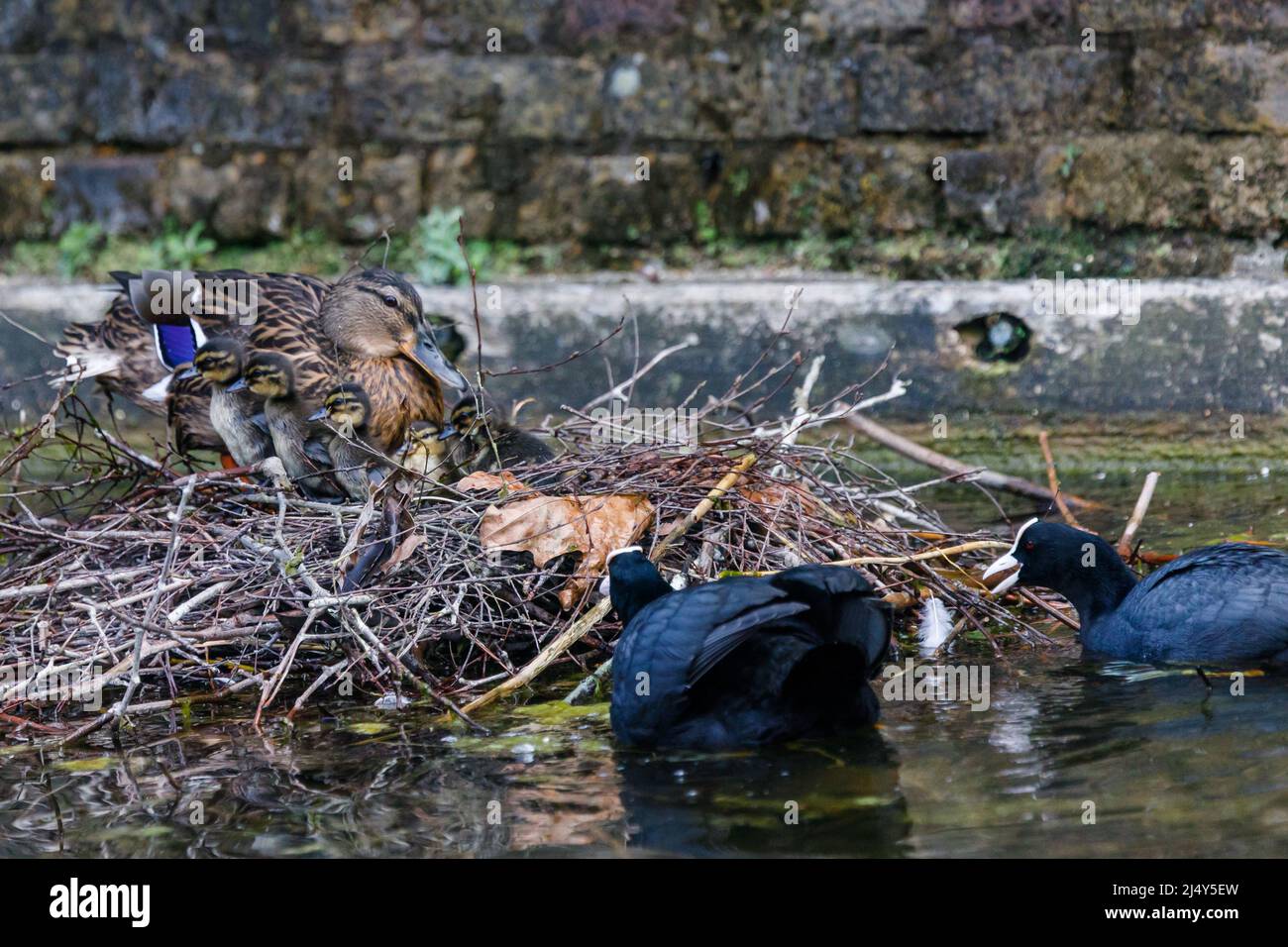 Adulte femelle canard colvert (Aras platyrhynchos) protégeant ses canetons comme leur nid est attaqué par une paire de coot (Fulica atra). Amanda Rose/Alamy Banque D'Images