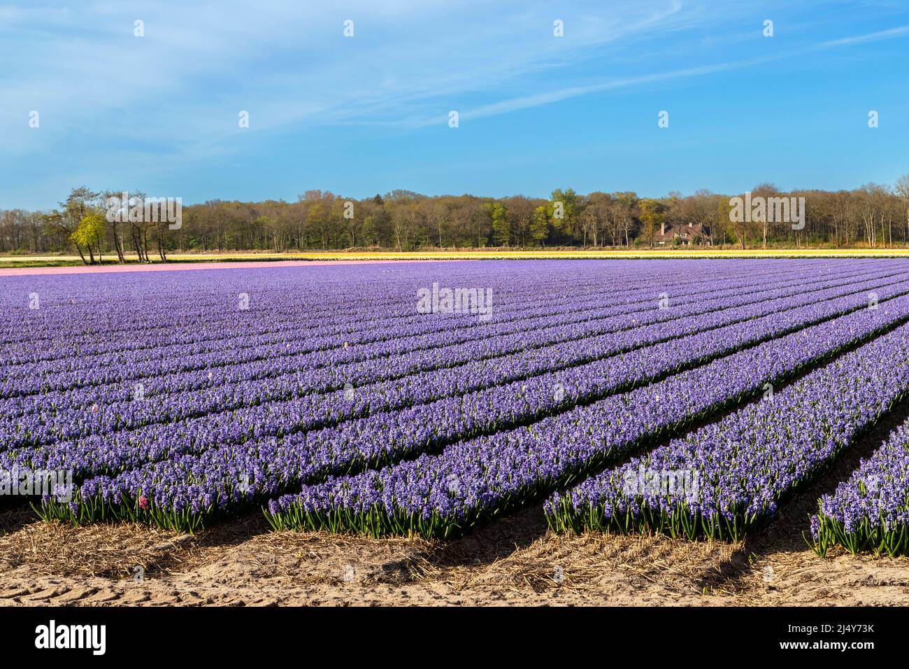 Printemps aux pays-Bas : vue colorée des jacinthes fleuries, Lisse, près de Keukenhof, Hollande du Sud. Banque D'Images