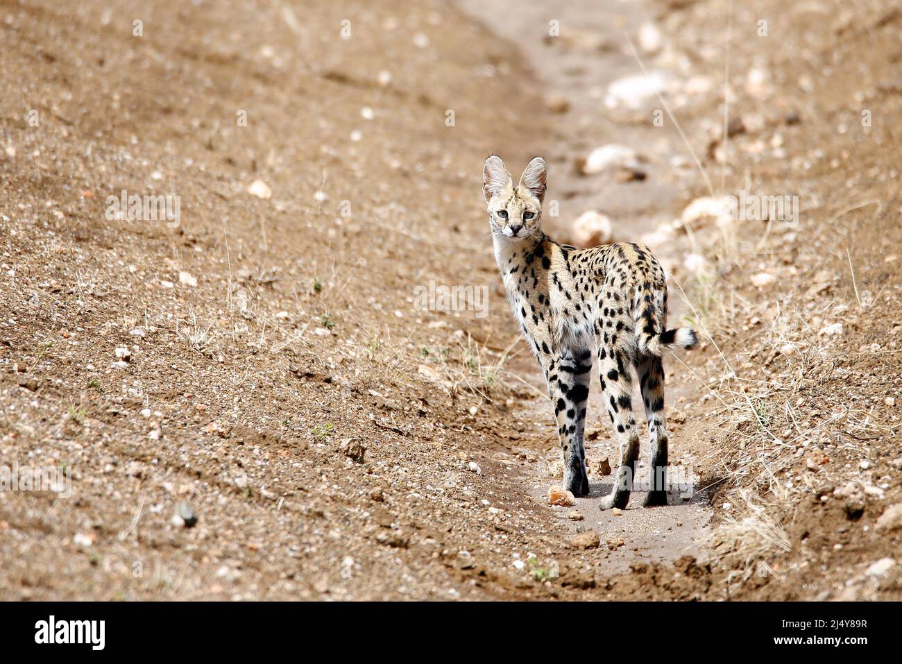 Service (Leptaturus serval) regardant dans la caméra. Tsavo West, Kenya Banque D'Images