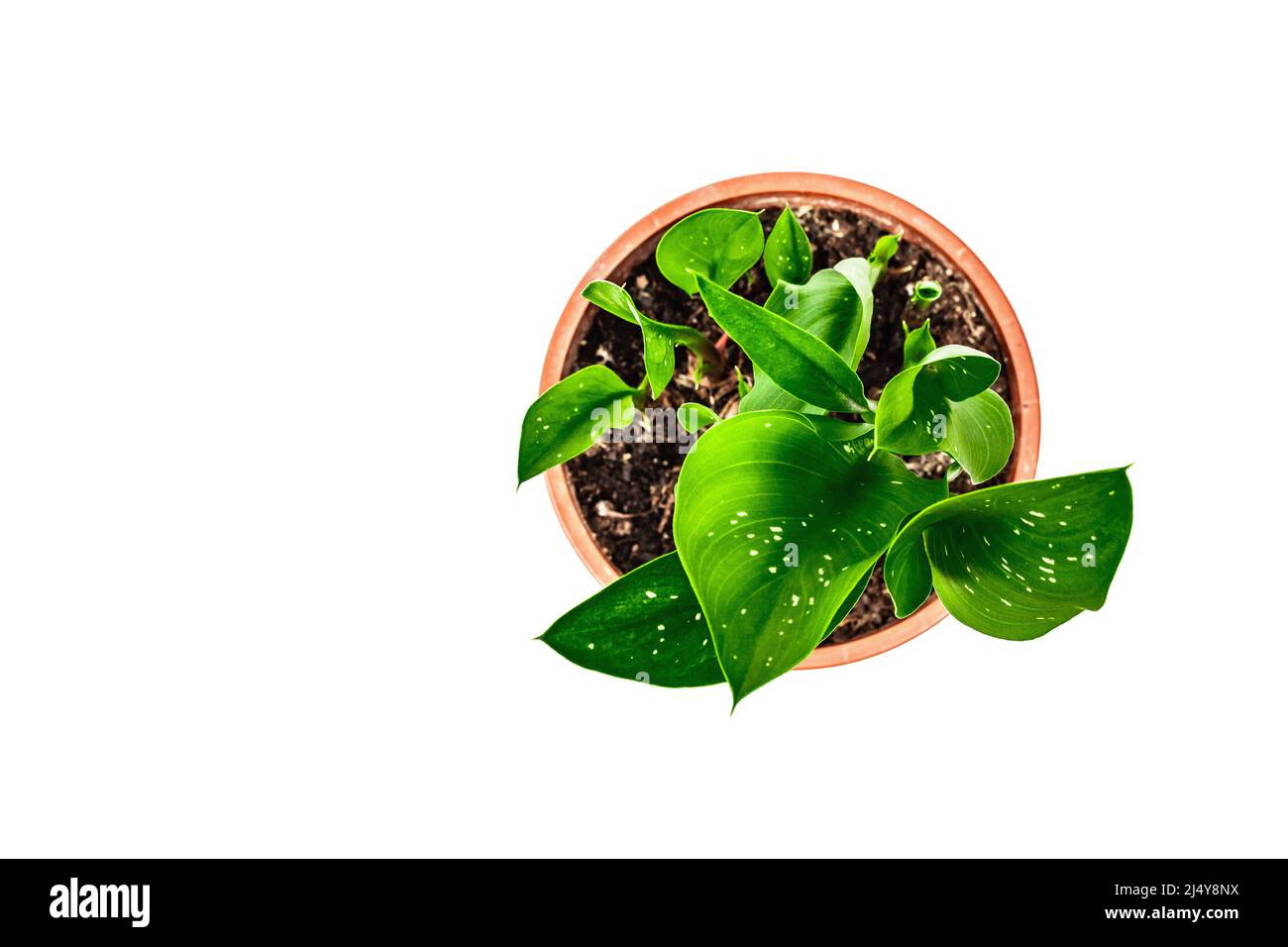 Calla Black Magic dans un pot de plantes isolé sur fond blanc. Plante  herbacée vivace à fleurs tubéreuses, jardin intérieur, vue de dessus Photo  Stock - Alamy