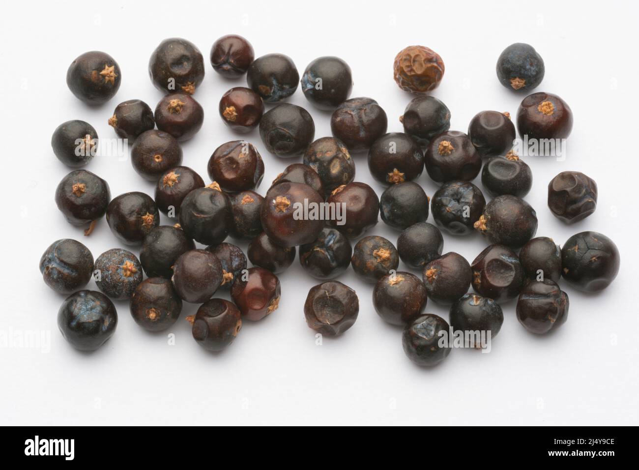 Le fruit d'un genévrier. Baies de genévrier. Banque D'Images