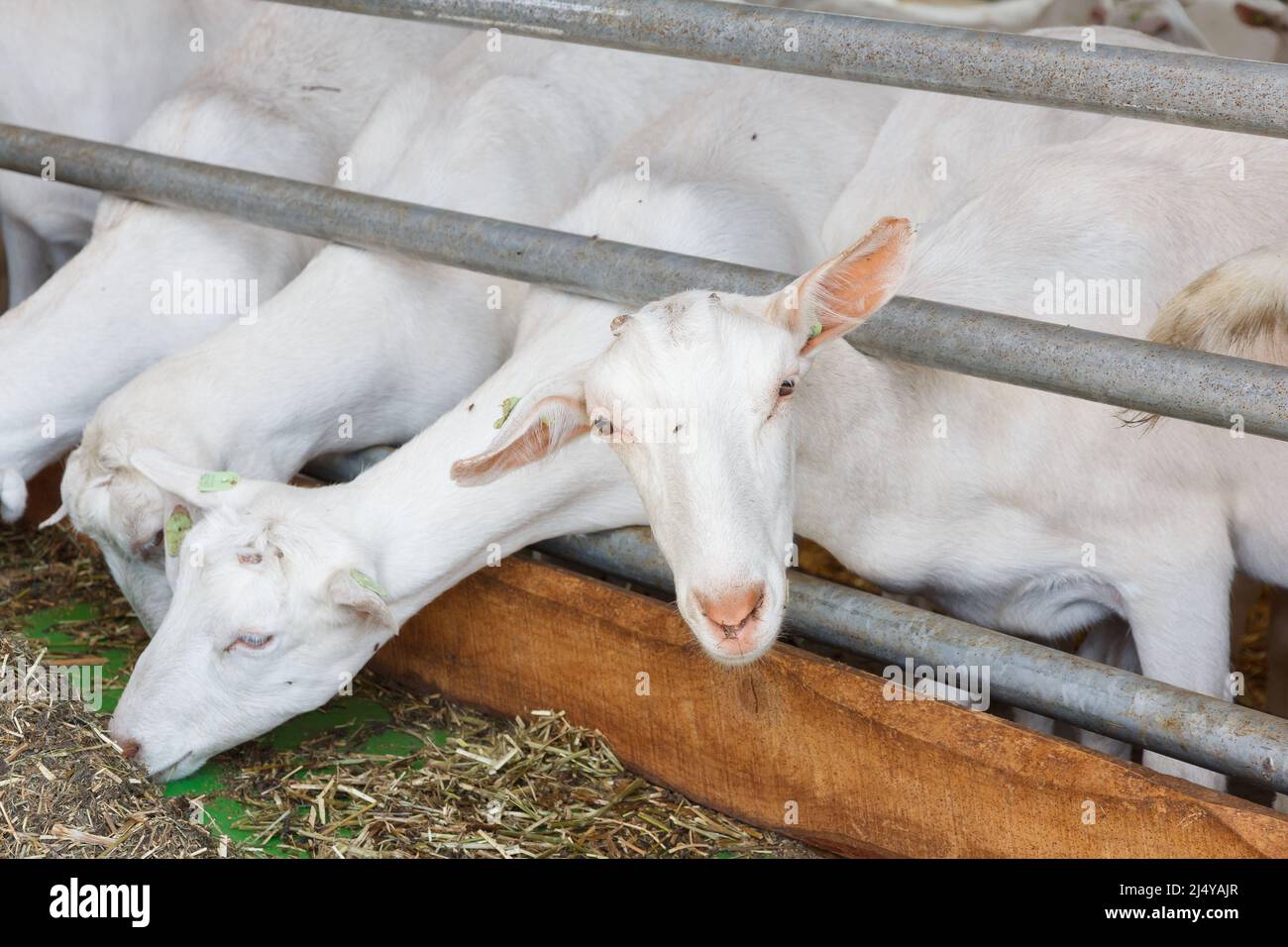 Chèvres dans une ferme de chèvres. Production industrielle de produits laitiers au lait de chèvre Banque D'Images