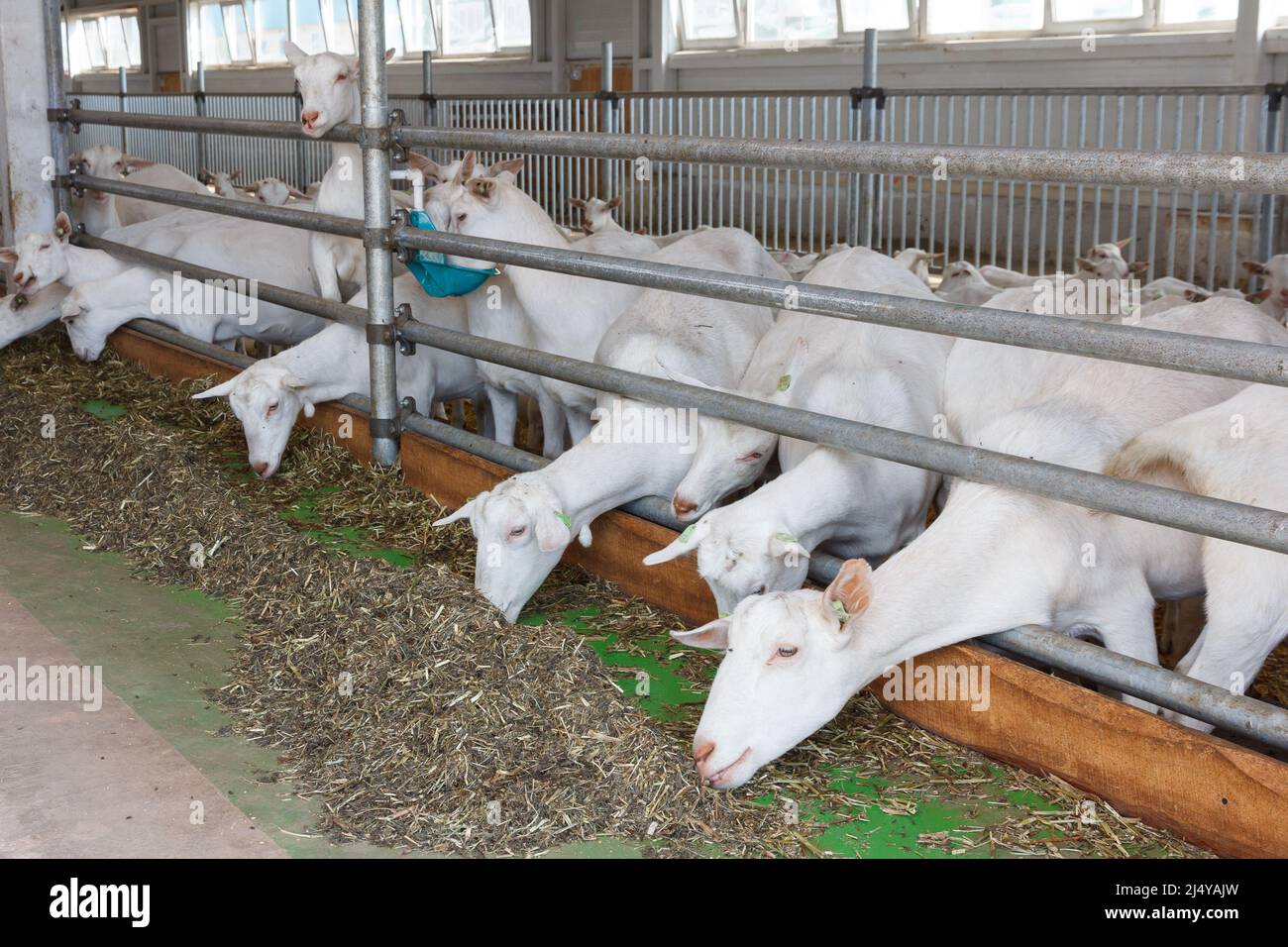 Chèvres dans une ferme de chèvres. Production industrielle de produits laitiers au lait de chèvre Banque D'Images