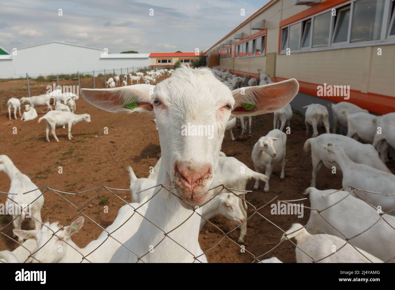 Chèvres dans une ferme de chèvres. Production industrielle de produits laitiers au lait de chèvre Banque D'Images