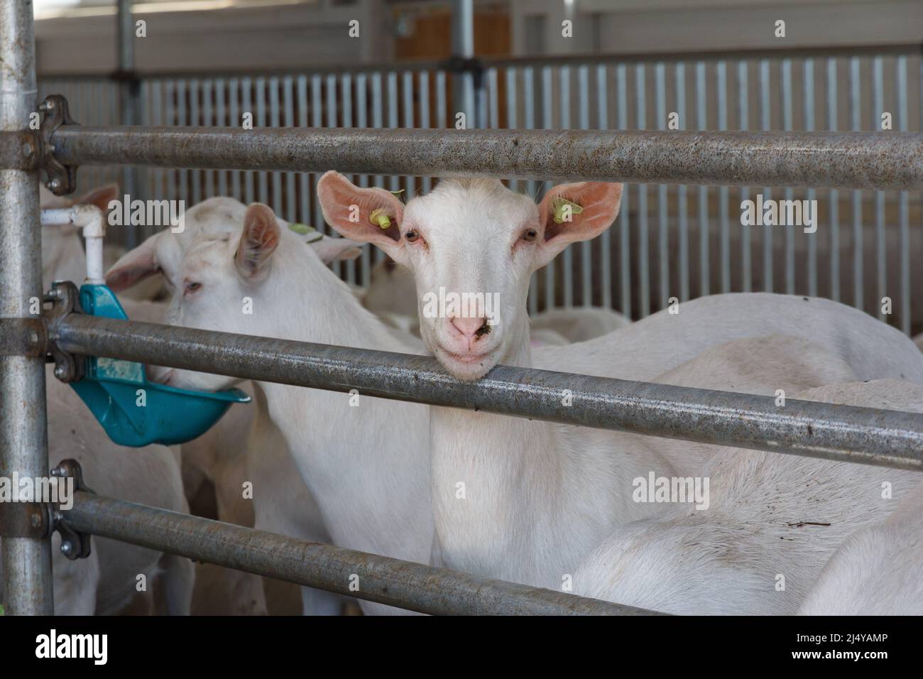 Chèvres dans une ferme de chèvres. Production industrielle de produits laitiers au lait de chèvre Banque D'Images