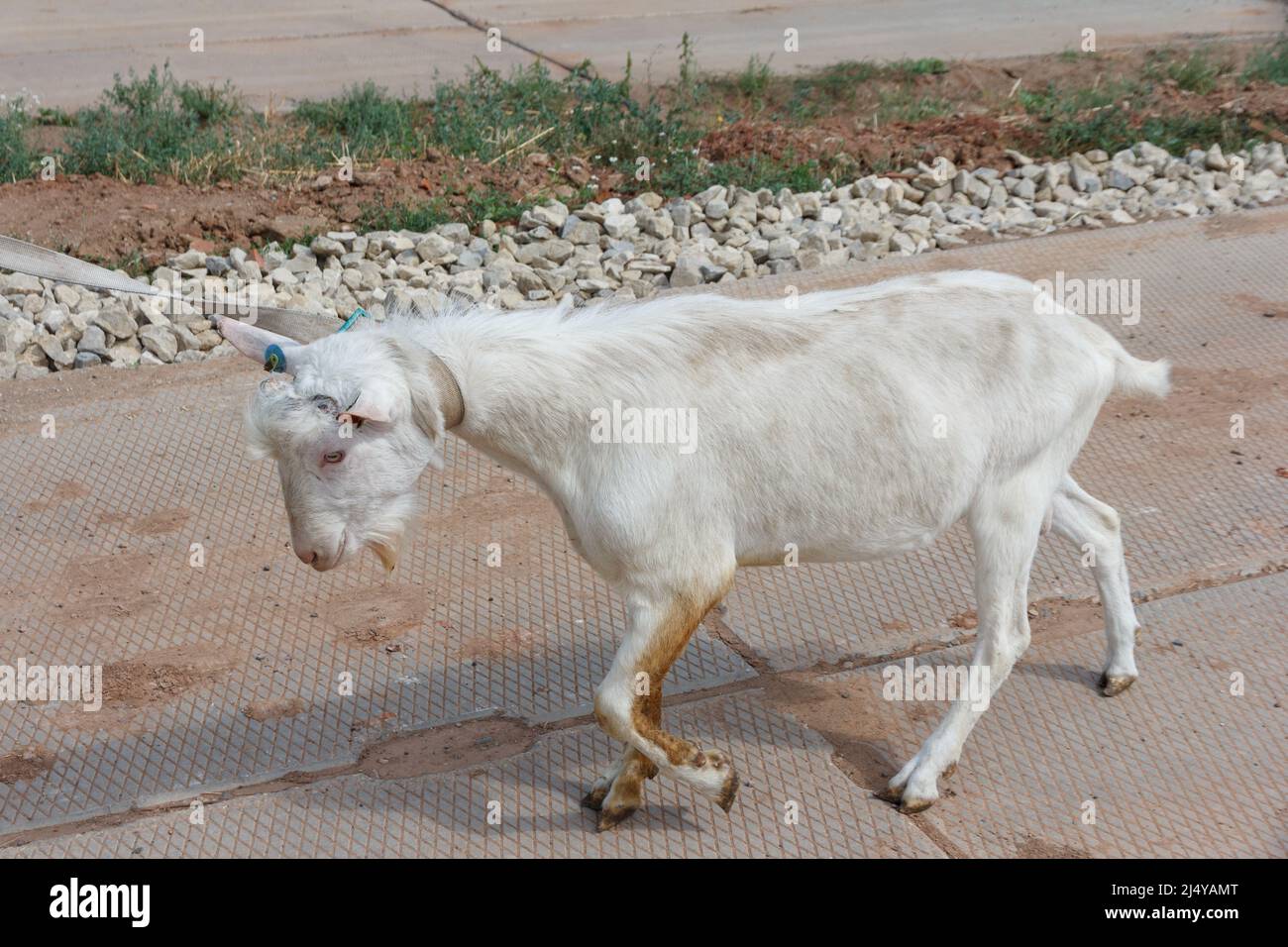 Chèvre sur une ferme de chèvre. Production industrielle de produits laitiers au lait de chèvre Banque D'Images