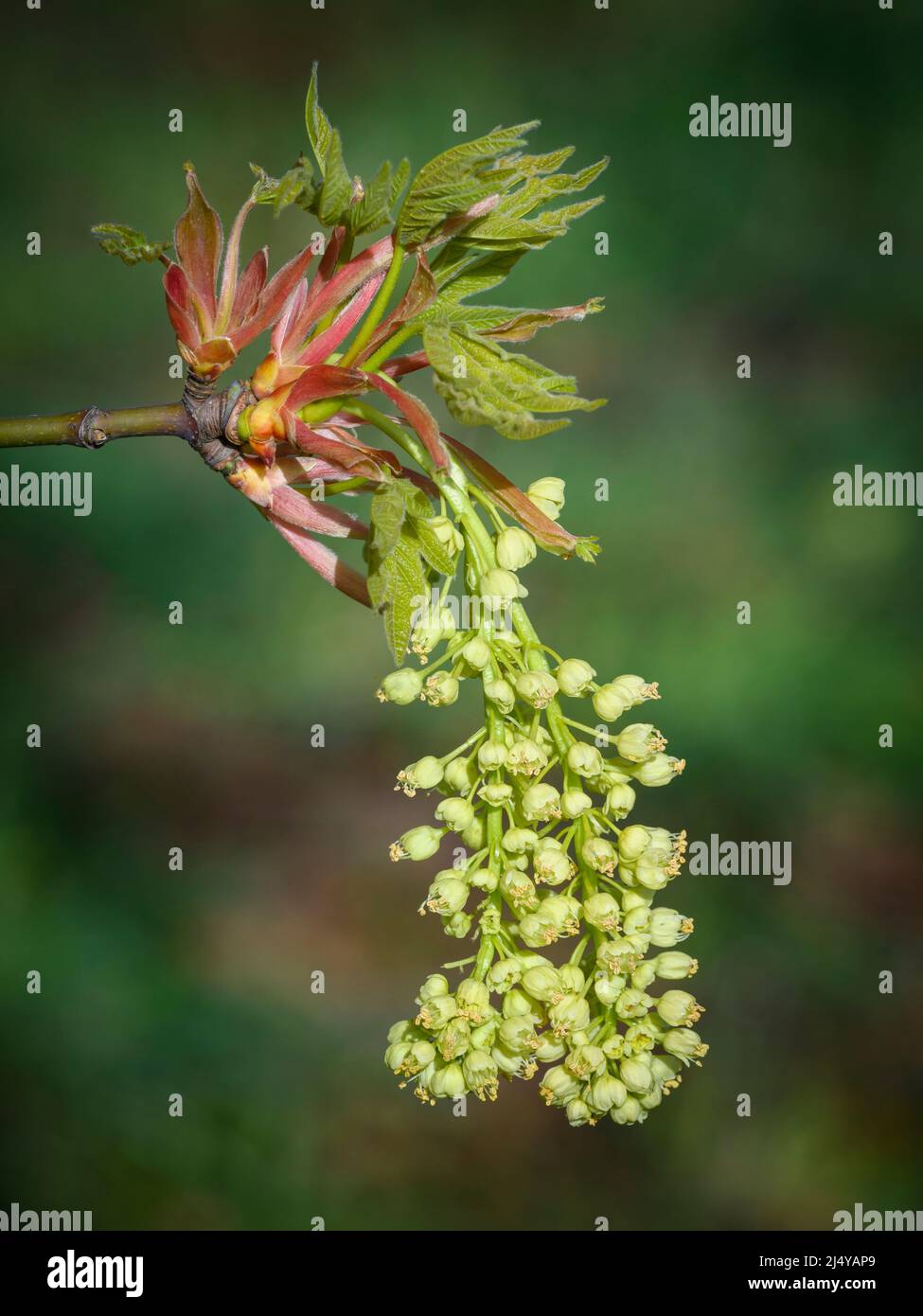 Fleurs d'érable à feuilles géantes; West Eugene Wetlands, Willamette Valley, Oregon. Banque D'Images