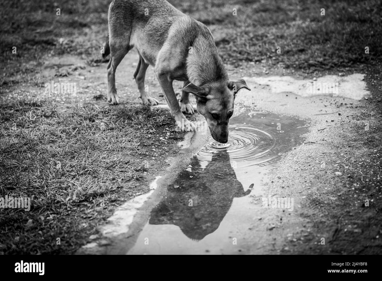 Un chien qui boit de l'eau à partir d'une flaque. Photo en noir et blanc Banque D'Images