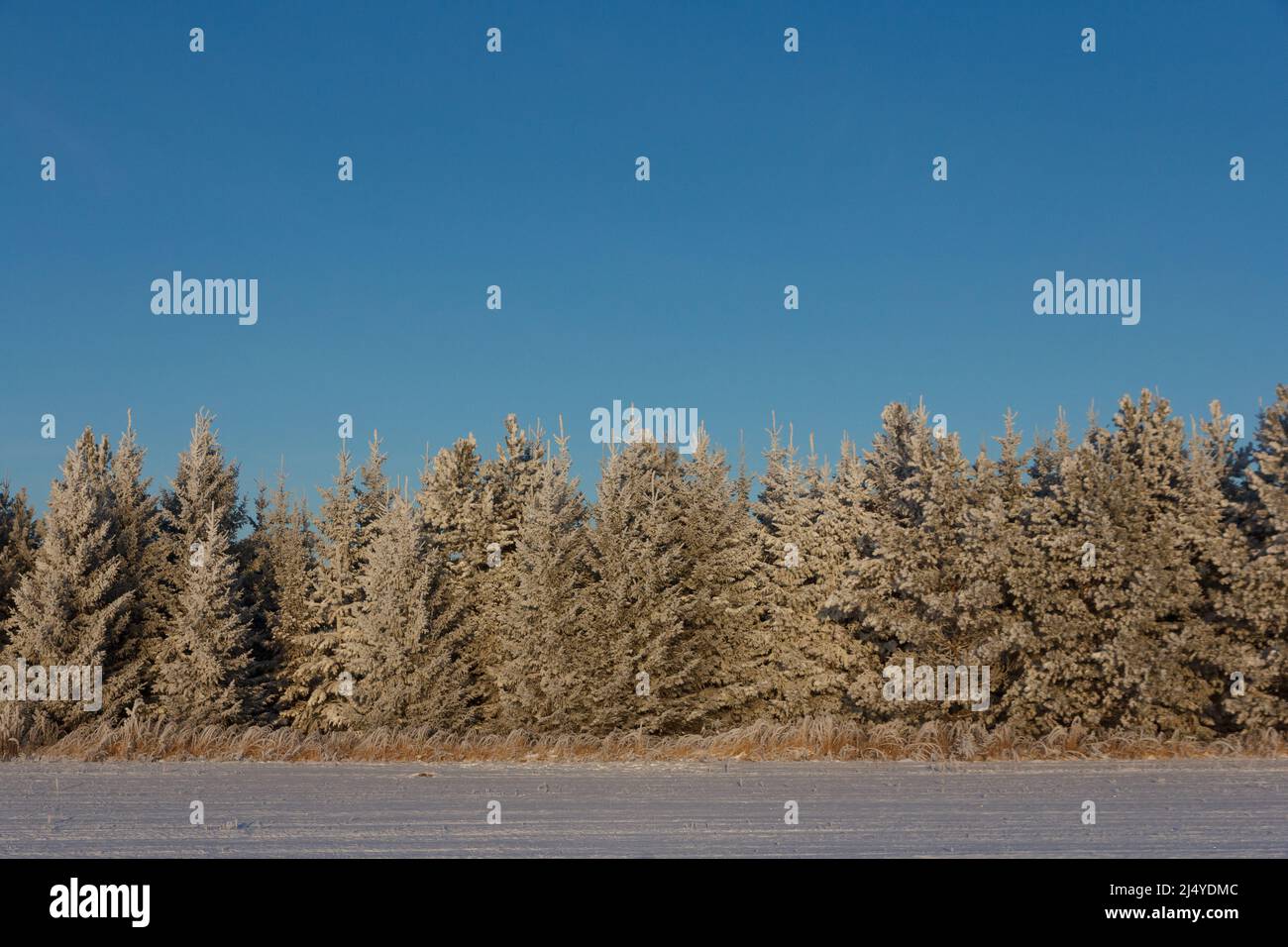 Forêt d'hiver le long de la route. Sapins dans la neige. Paysage d'hiver Banque D'Images