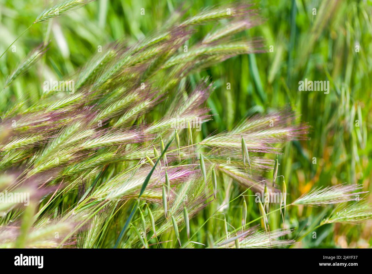 Herbe verte Hordeum murinum, communément appelé orge de mur ou fausse orge. Gros plan sur une photo de plein air prise lors d'une journée d'été Banque D'Images