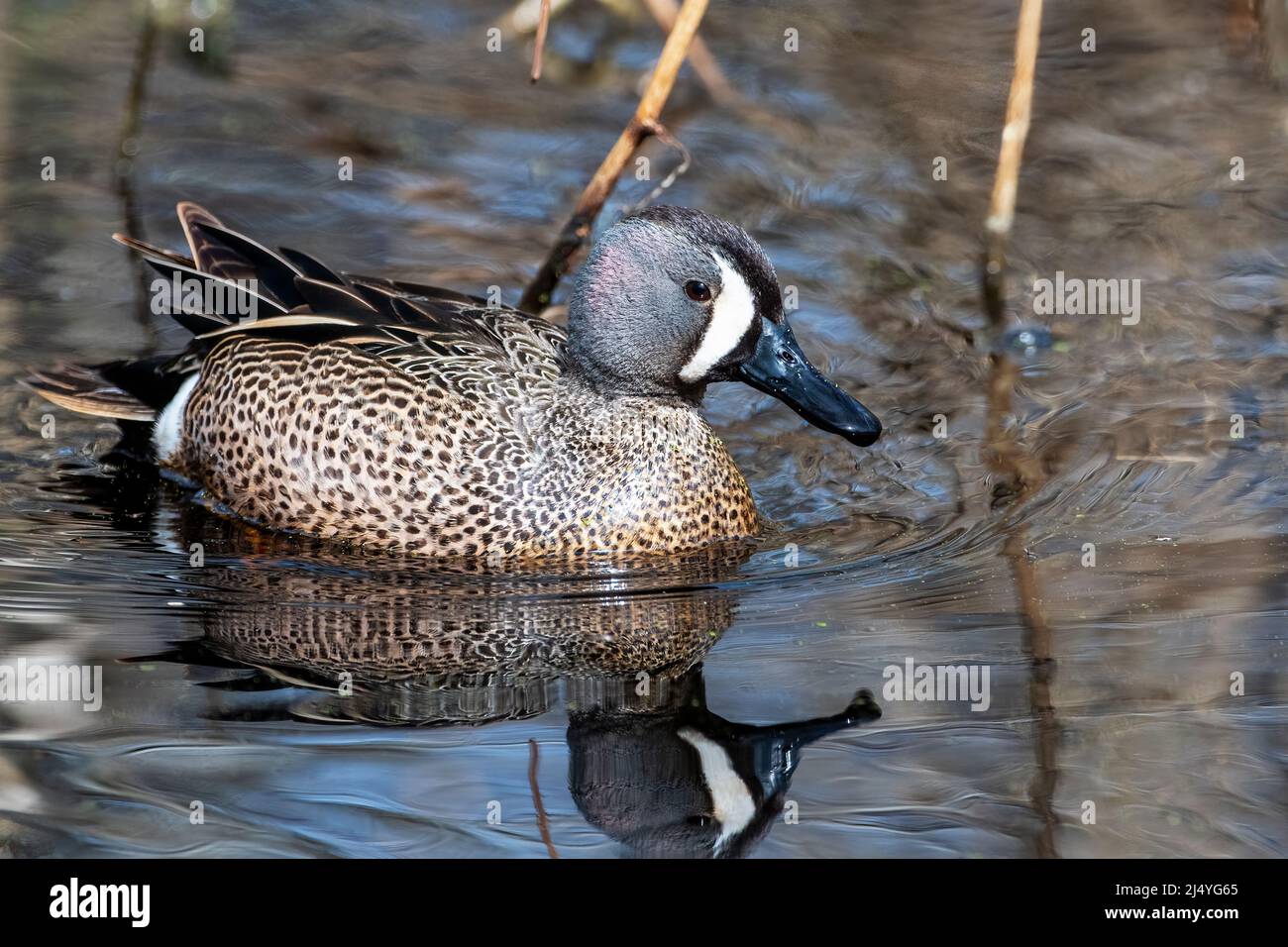 Bleu-ailé de Drake sur un étang d'eau douce à la mi-avril migration printanière Banque D'Images