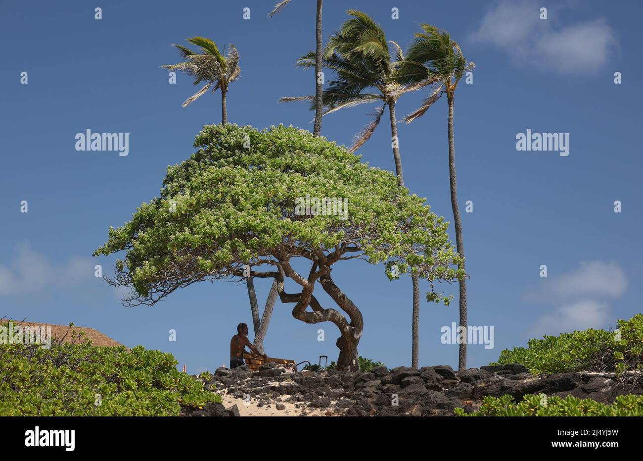 Un mâle se réfugiant au soleil chaud sous le Koa Tree Ohau Hawaii Banque D'Images