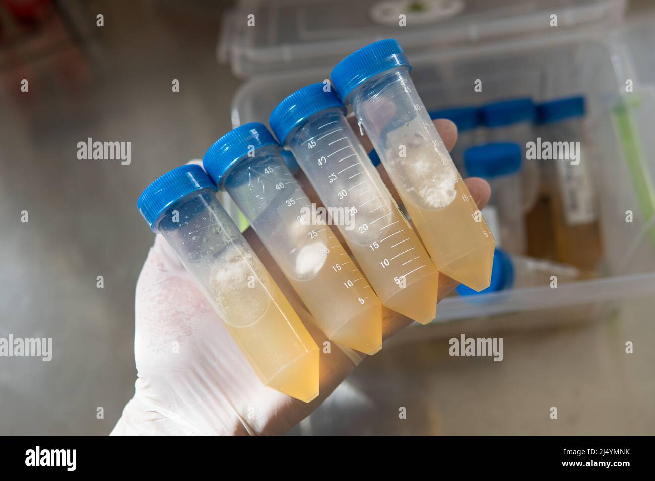 tube à centrifuger avec un milieu nutritif pour le développement du mycélium. Mycologie professionnelle, culture de champignons Banque D'Images