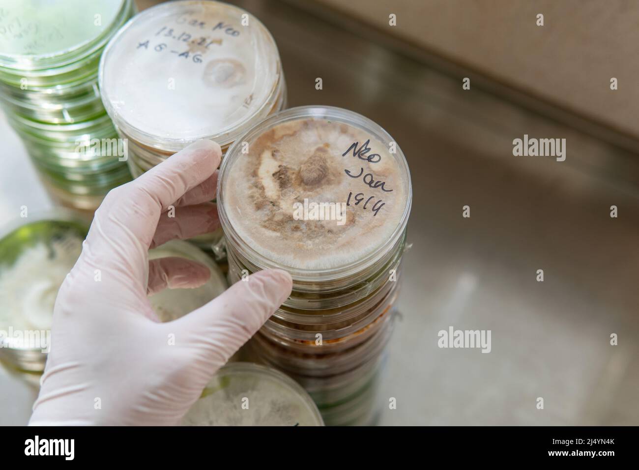 culture de champignons exotiques. Santé mentale et physique due à l'ingestion de champignons. Mycologie Banque D'Images
