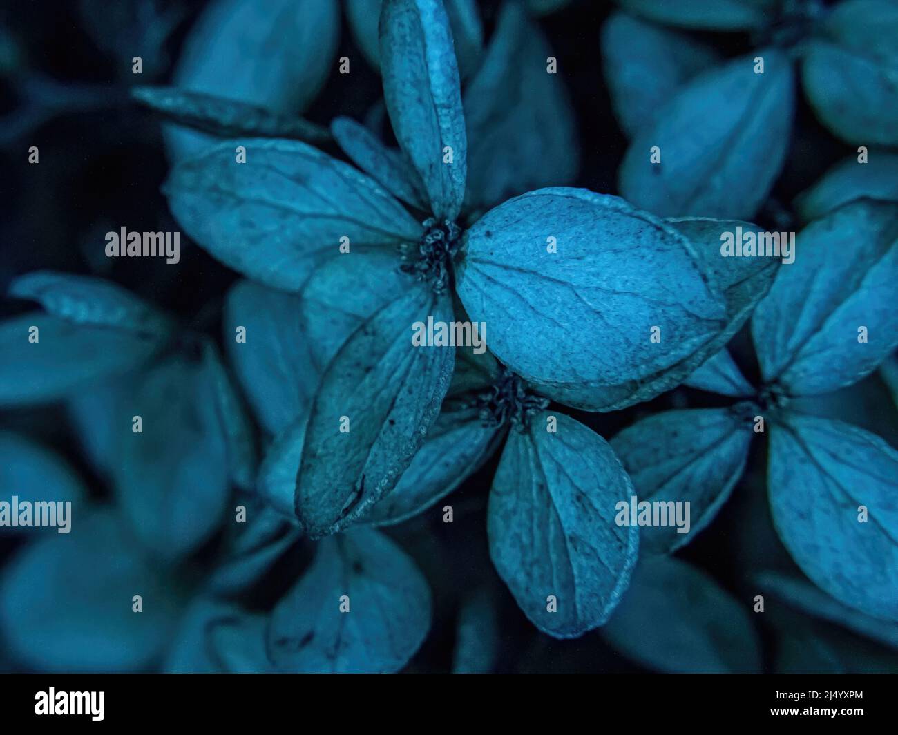 La neige fond lorsque les plantes automnes arrivent au printemps Banque D'Images