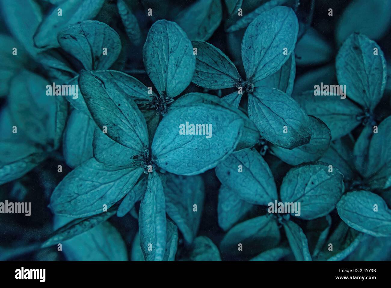 La neige fond lorsque les plantes automnes arrivent au printemps Banque D'Images