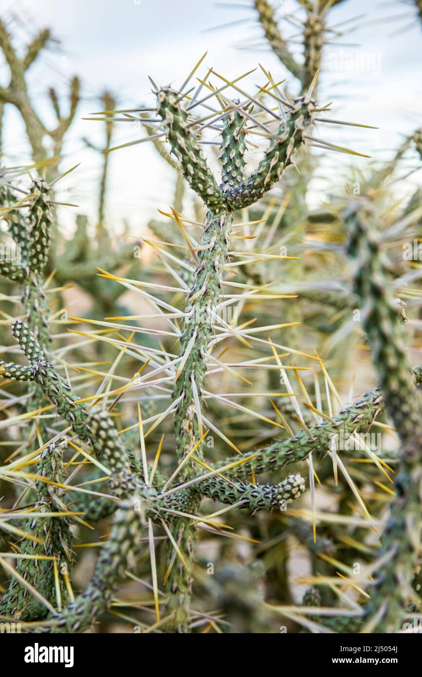 Gros plan d'un Cactus de la Jolla crayon dans le parc national de Joshua Tree, Californie, États-Unis. Banque D'Images