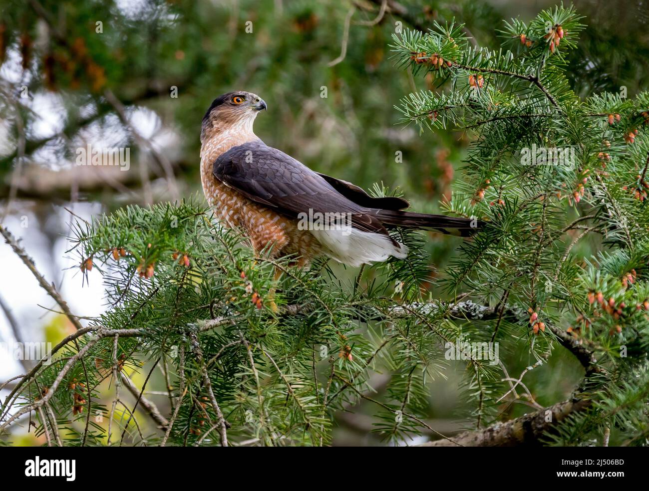 Un faucon mâle de Cooper ` Accipitridae cooperii ` perché dans un arbre à la recherche de proies. Banque D'Images