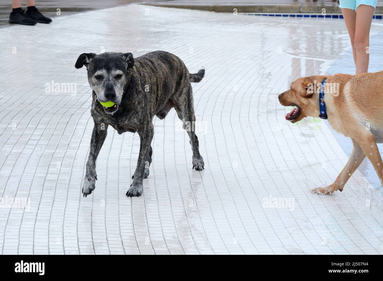 Un jeune chien enthousiaste s'approche d'un chien senior qui garde une balle de tennis dans la bouche lors d'une fête au bord de la piscine Banque D'Images