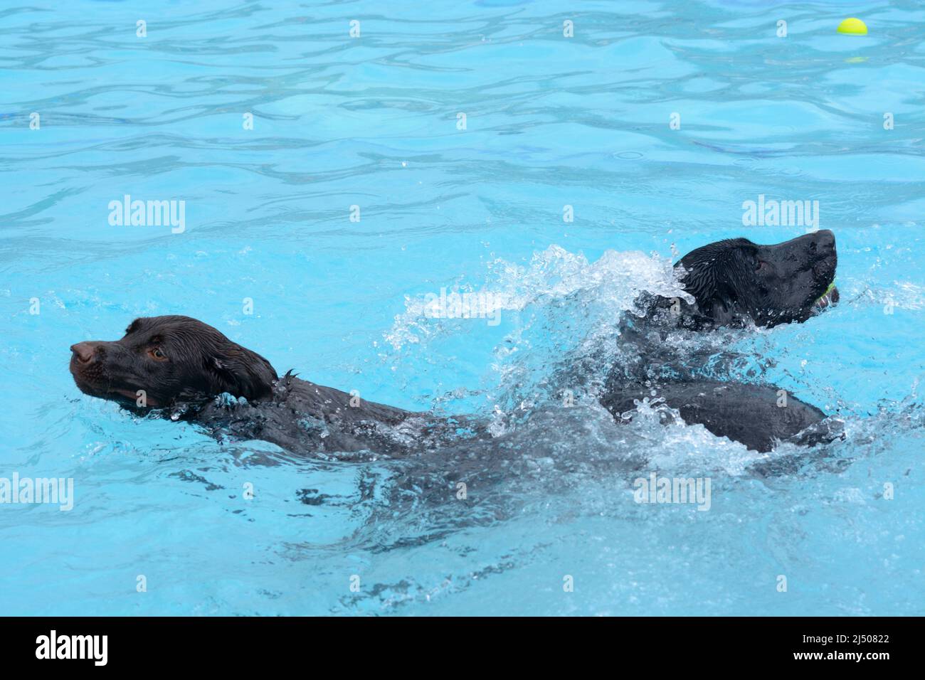 Deux chiens Labrador Retriever nageant et barbotant dans la piscine pendant la fête à la piscine Banque D'Images