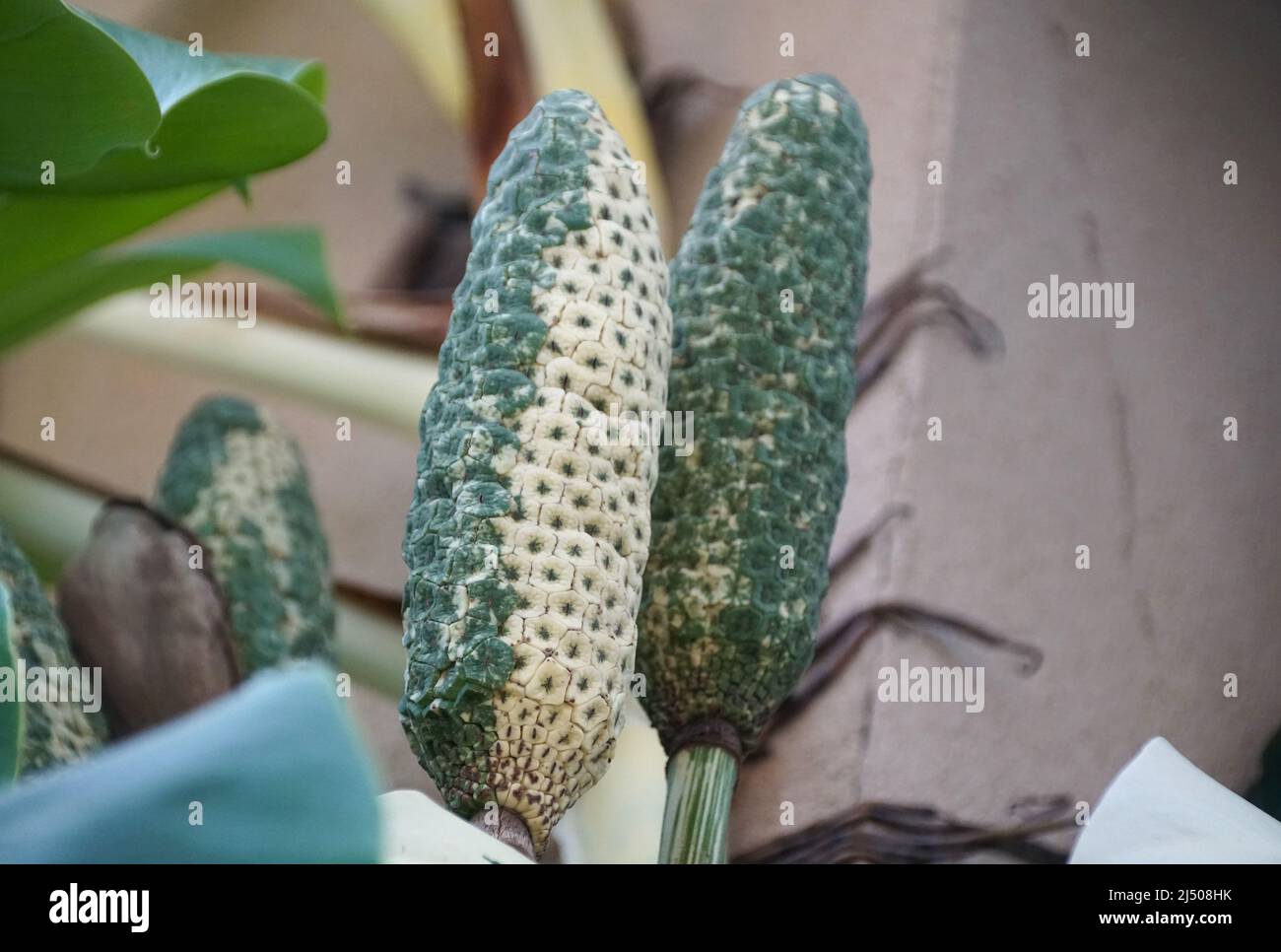 Un fruit variégé de Monstera deliciosa Albo Banque D'Images