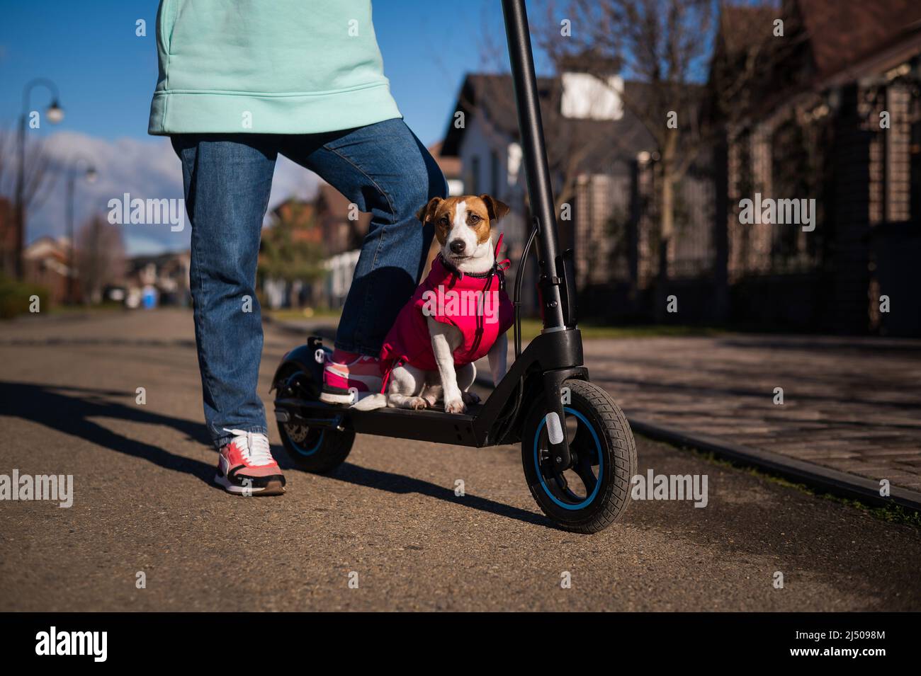 Une femme fait un scooter électrique autour du village de la maison avec le chien.Jack Russell Terrier dans une veste rose lors d'une belle journée d'automne. Banque D'Images