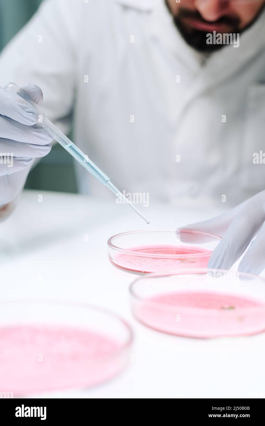 Gros plan d'un scientifique contemporain en blouse de laboratoire qui dépose du liquide dans une boîte de Petri avec une substance rose cultivée en laboratoire, tout en étant assis sur le lieu de travail Banque D'Images
