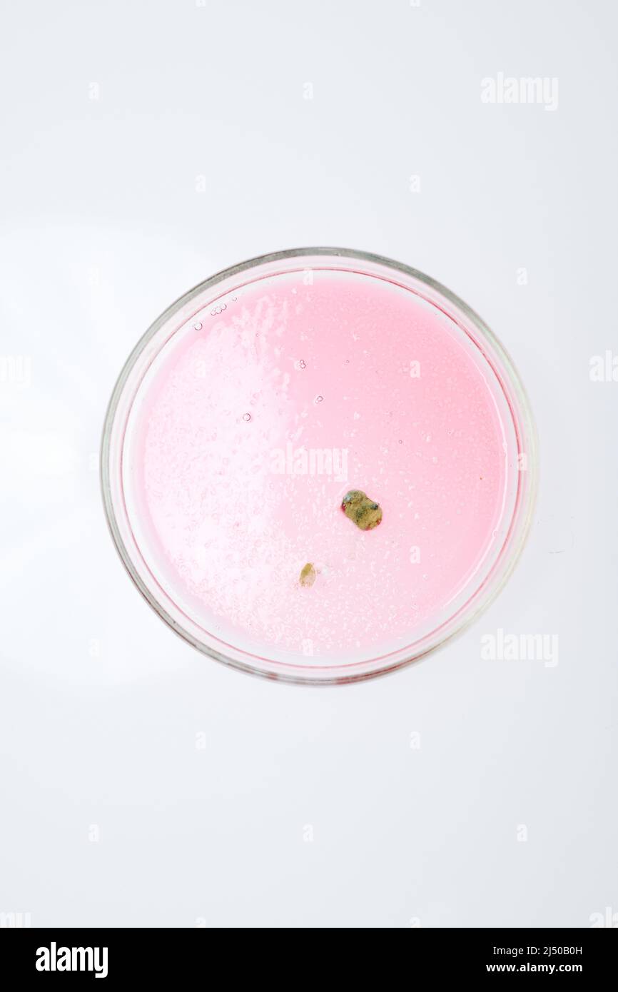 Vue ci-dessus de la boîte de Petri contenant un morceau de moule cultivé en substance rose en laboratoire chimique pour une nouvelle expérience Banque D'Images