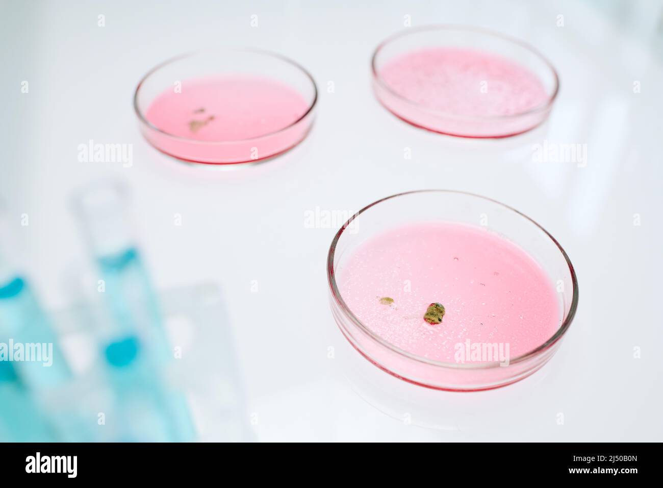 Groupe de boîtes de Petri contenant la substance rose nécessaire à la culture de moisissures ou de nouvelles bactéries pour des expériences ou recherches scientifiques spéciales Banque D'Images