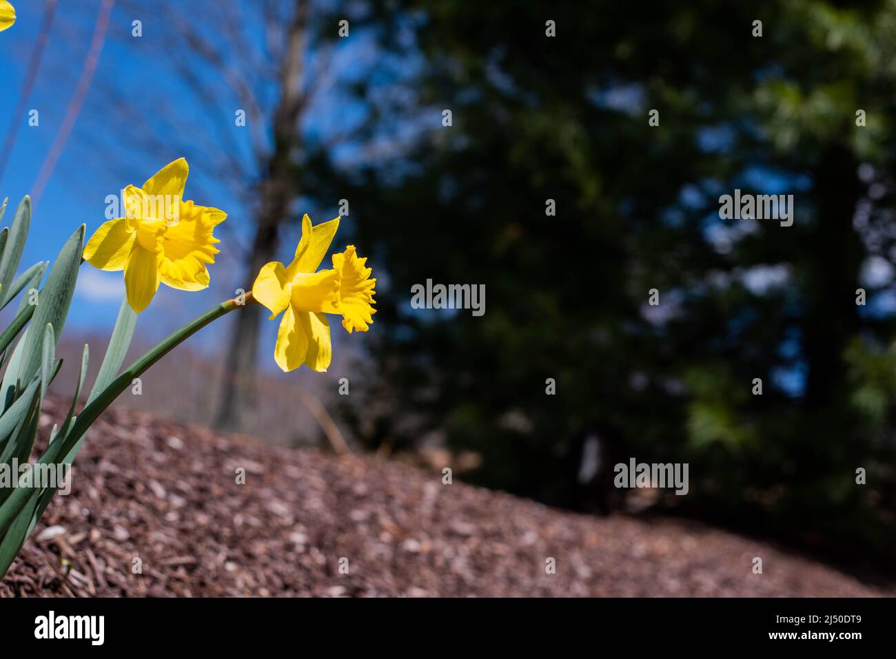 Jonquilles photographiés contre un ciel bleu vif. Banque D'Images